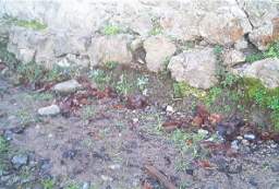 rockfield 1126.JPG